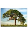 Nature tree landscape - Canvas print modern | FEEBY