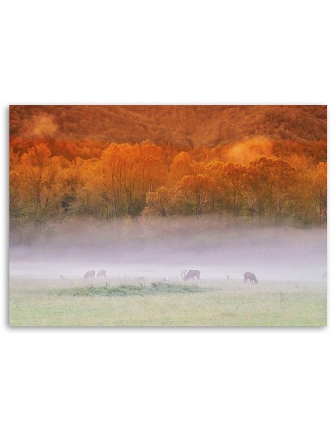Fog over the roar - Canvas print | FEEBY