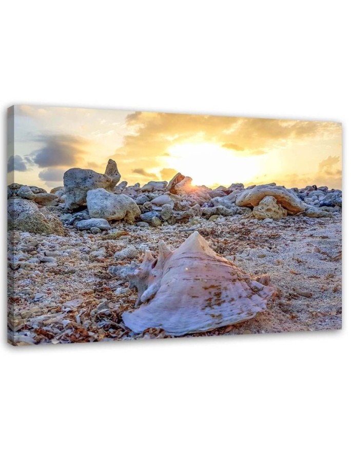 Canvas print Shells and...