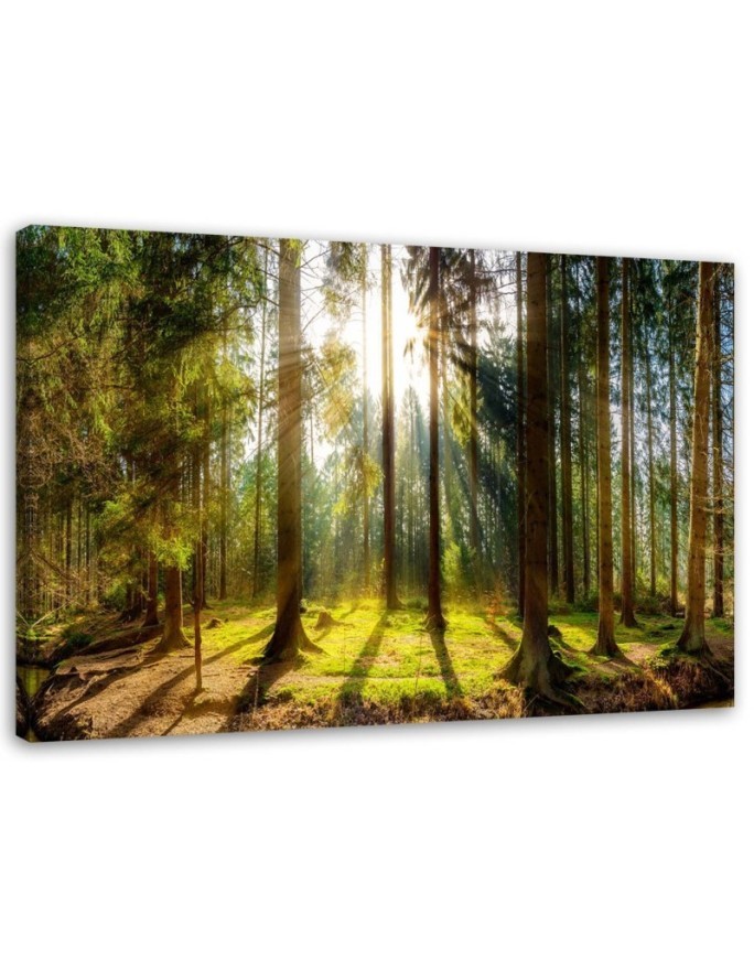 Canvas prints - Sunshine in the forest landscape | FEEBY