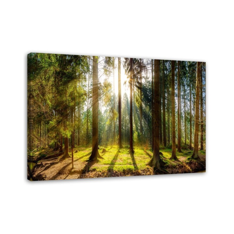 Canvas prints - Sunshine in the forest landscape | FEEBY