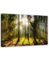 Canvas prints - Sunshine in the forest landscape | FEEBY