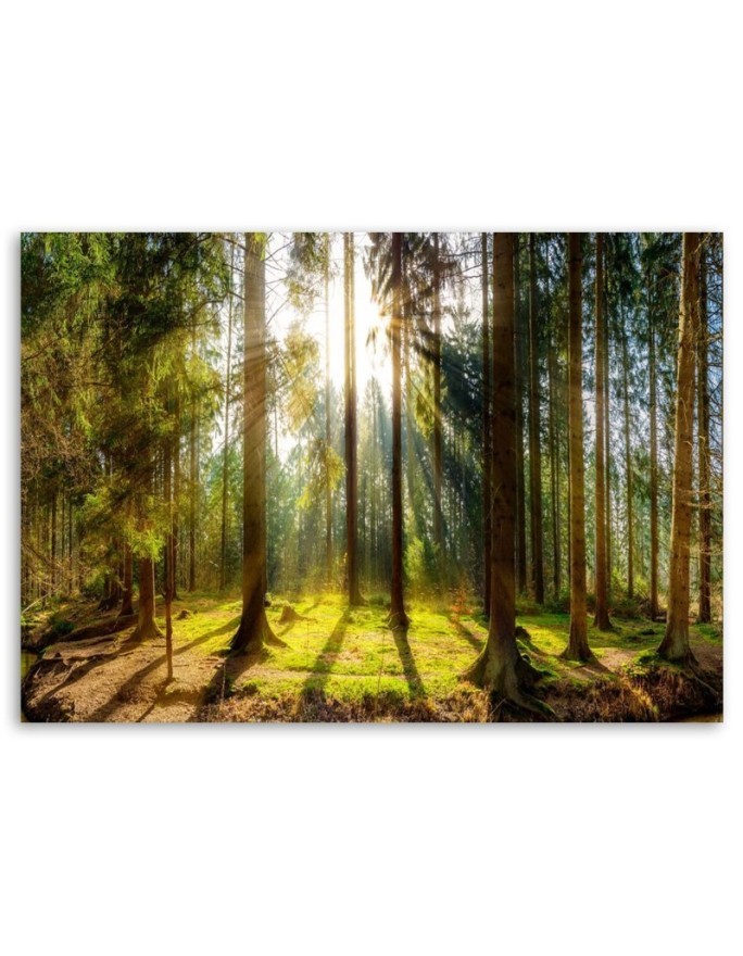 Canvas prints - Sunshine in the forest landscape | FEEBY