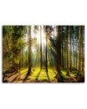 Canvas prints - Sunshine in the forest landscape | FEEBY