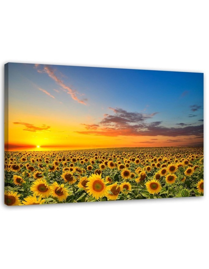 Canvas print - Sunflowers in a meadow at sunset | FEEBY