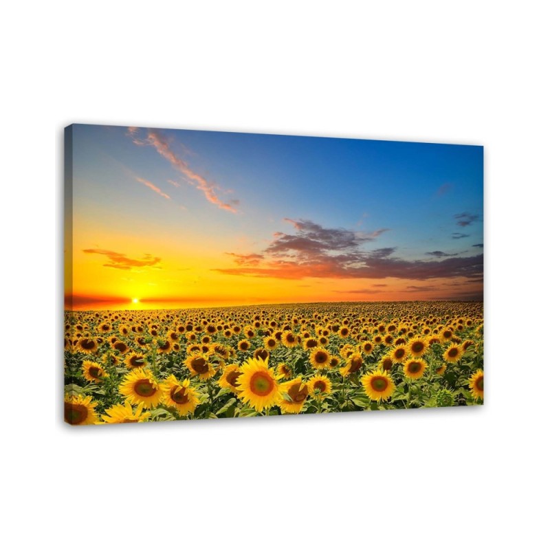 Canvas print - Sunflowers in a meadow at sunset | FEEBY