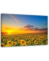 Canvas print - Sunflowers in a meadow at sunset | FEEBY
