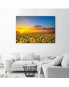Canvas print - Sunflowers in a meadow at sunset | FEEBY