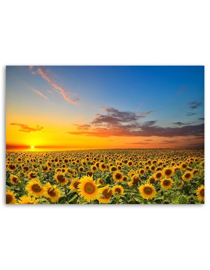 Canvas print - Sunflowers in a meadow at sunset | FEEBY