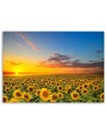 Canvas print - Sunflowers in a meadow at sunset | FEEBY