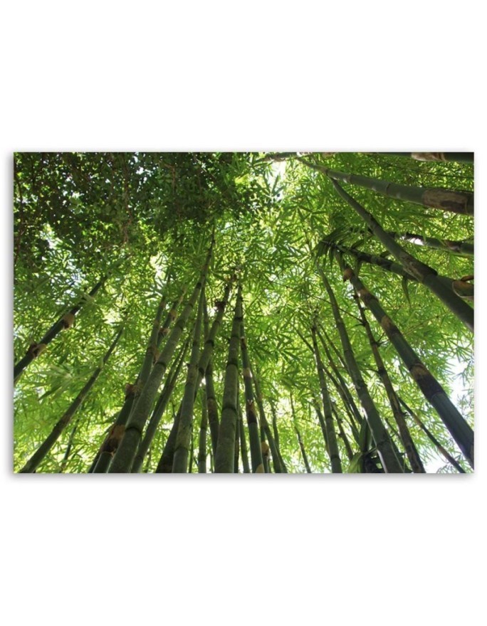 Bamboo forest - Modern Canvas painting for bedroom | FEEBY