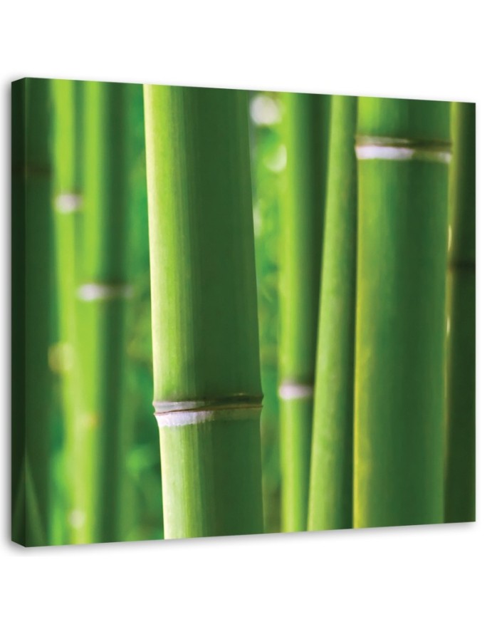 Canvas print Bamboo details
