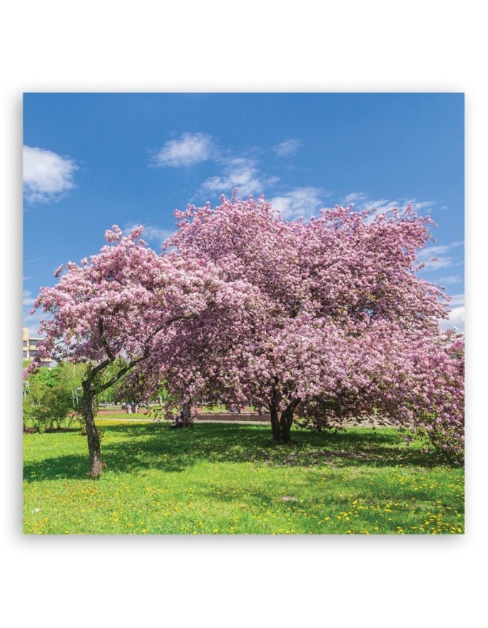Canvas print modern - Landscape pink trees | FEEBY