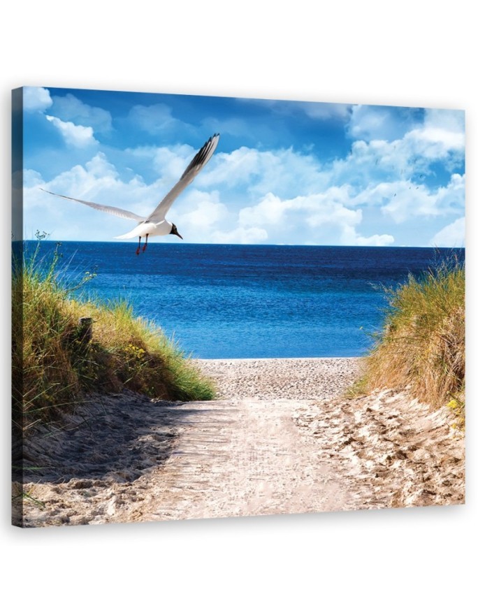 Canvas print - Beach path and seagull. Buy now| | FEEBY