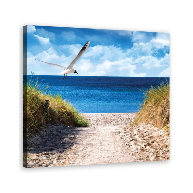 Canvas print - Beach path and seagull. Buy now| | FEEBY