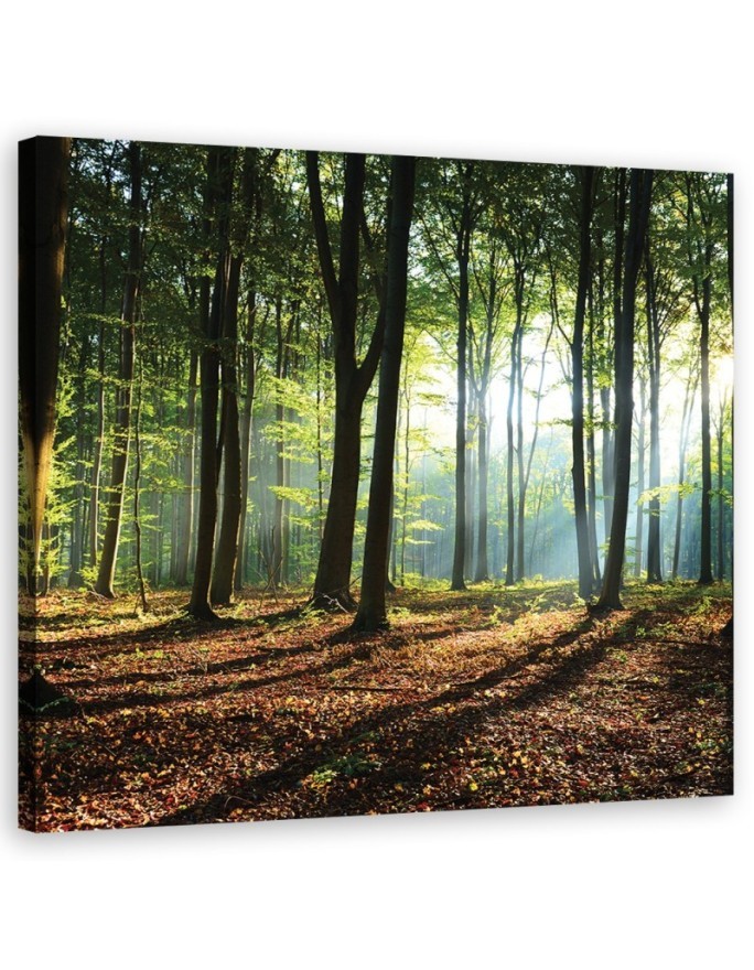 Canvas prints for living room - Morning in a green forest | FEEBY