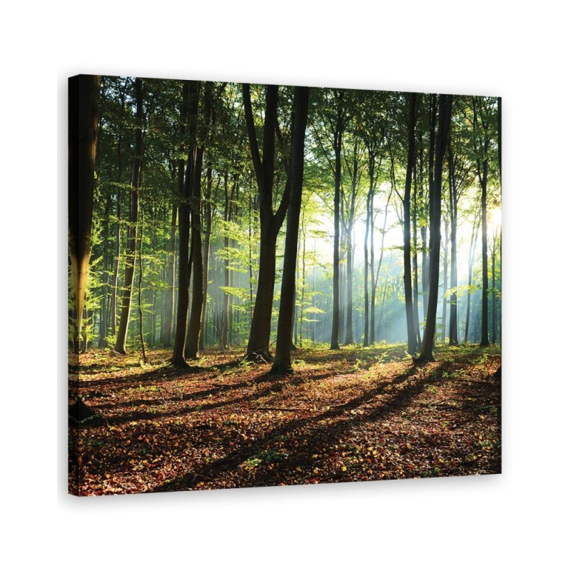 Canvas prints for living room - Morning in a green forest | FEEBY