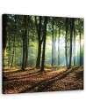 Canvas prints for living room - Morning in a green forest | FEEBY