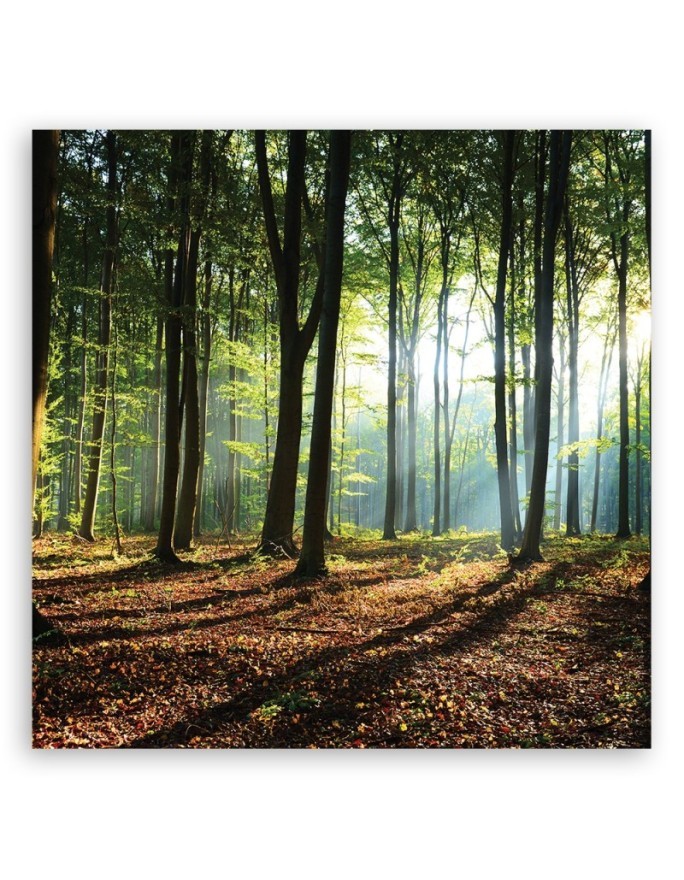 Canvas prints for living room - Morning in a green forest | FEEBY