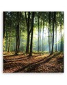Canvas prints for living room - Morning in a green forest | FEEBY
