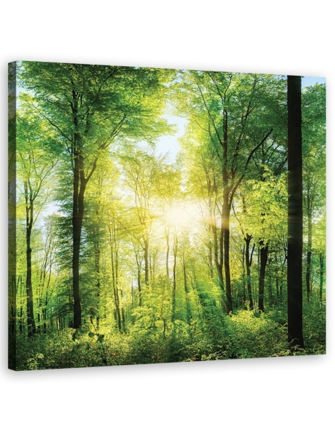 Sunshine Nature forest - Living room pictures on Canvas | FEEBY
