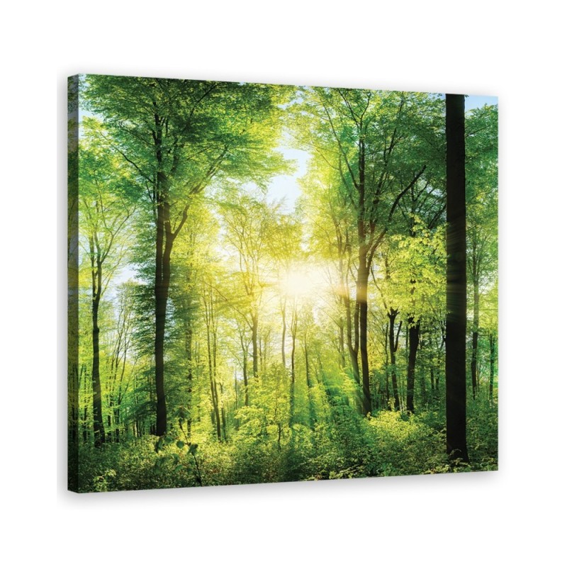 Sunshine Nature forest - Living room pictures on Canvas | FEEBY