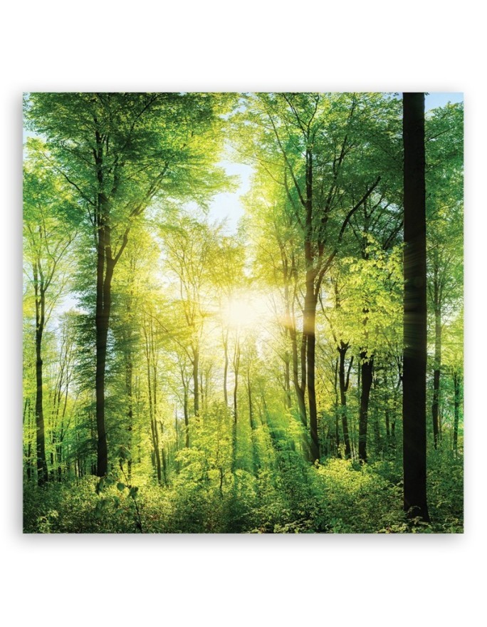 Sunshine Nature forest - Living room pictures on Canvas | FEEBY