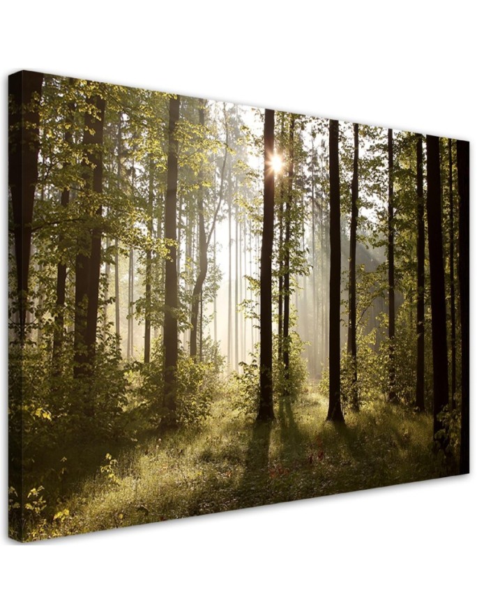 Canvas print Morning in the...