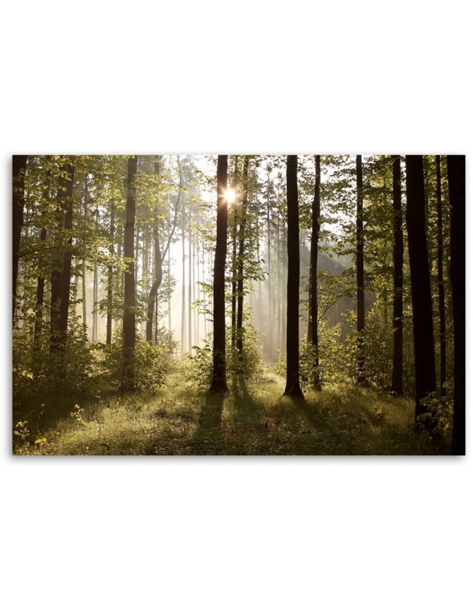 Canvas painting - Morning in the forest | FEEBY