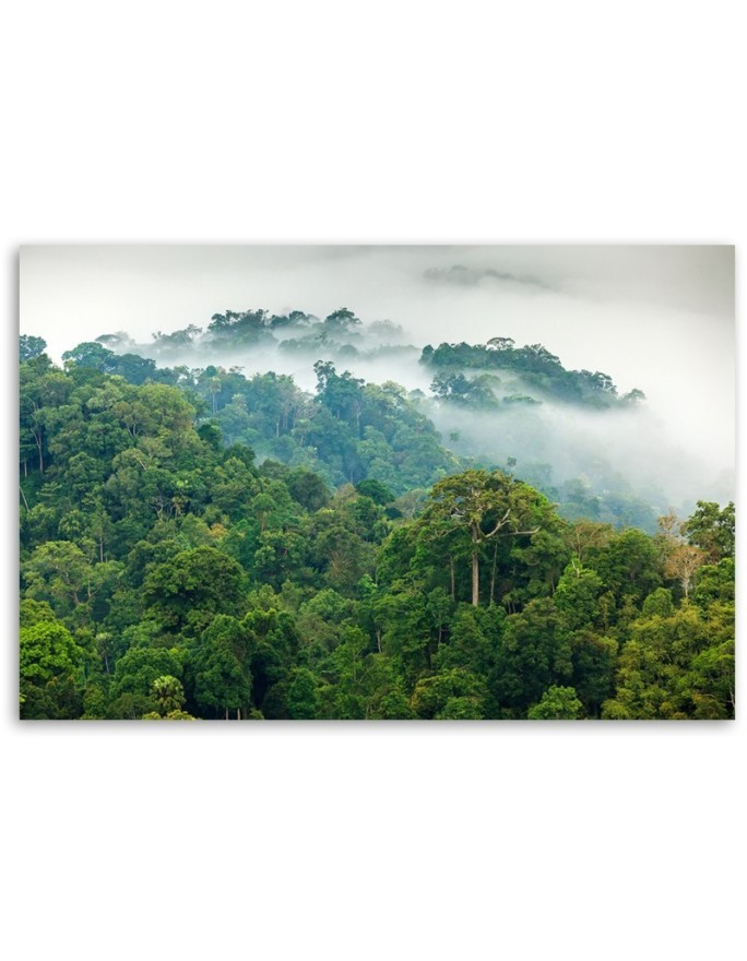 Canvas prints for the living room - Forest in the mist | FEEBY