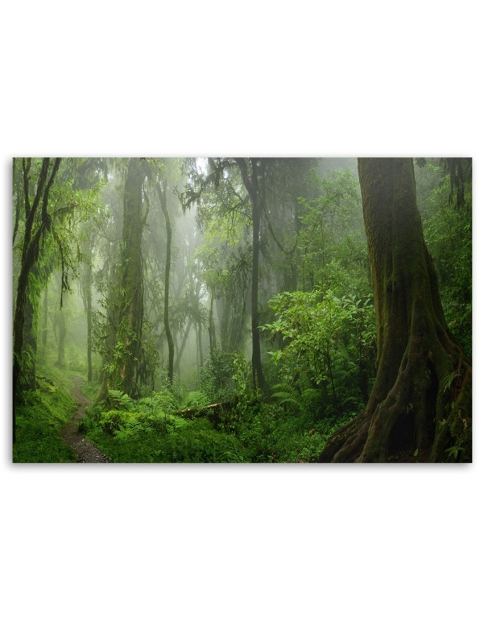 Canvas print modern - Tropical jungle forest | FEEBY