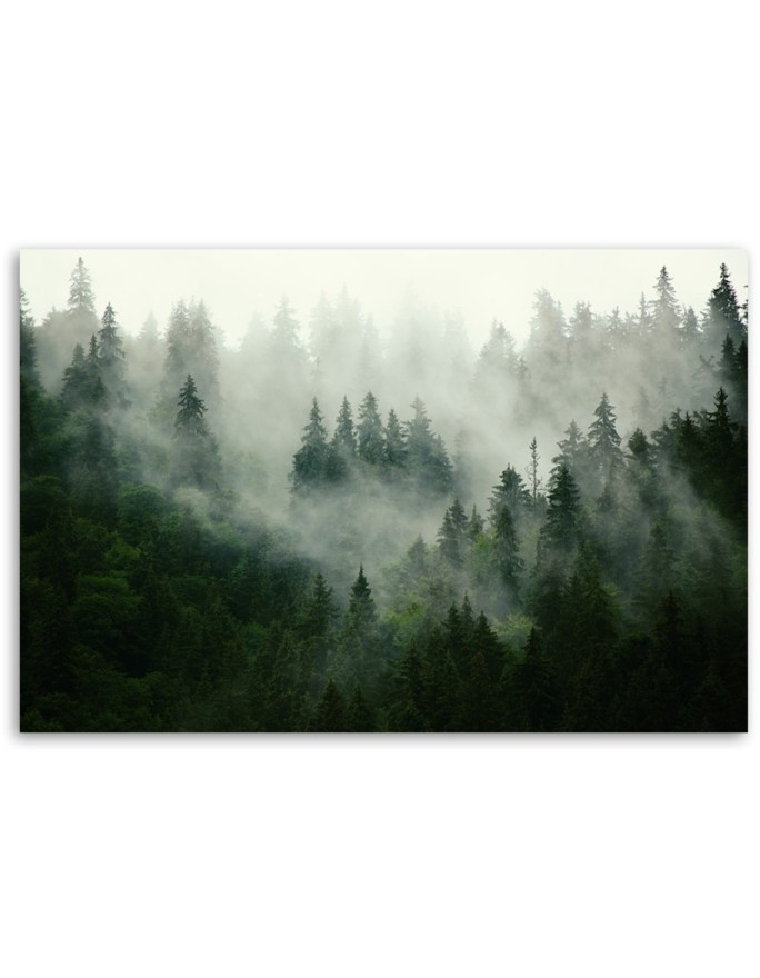 Canvas print - Forest in the mist | FEEBY