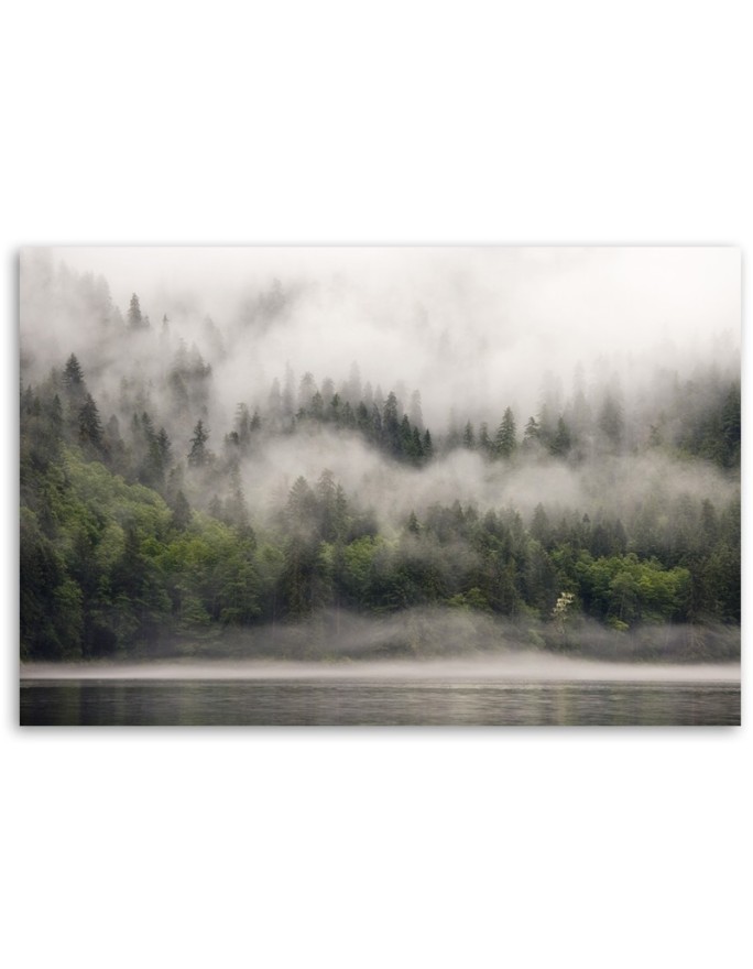 Canvas print - Forest in the fog | FEEBY