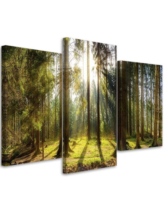 Canvas print Forest Rays...