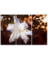 Canvas painting - White lily on brown background | FEEBY