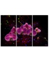 Canvas print - Orchid on dark background | FEEBY