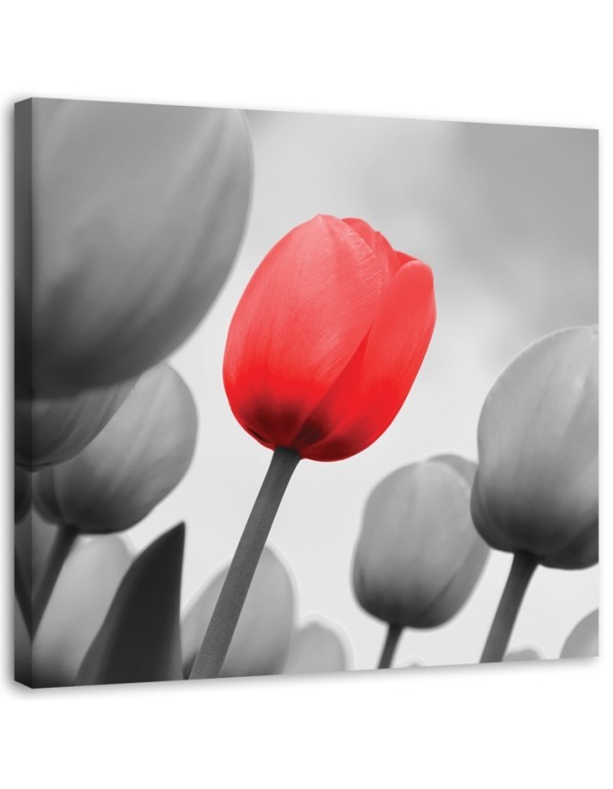 Canvas prints for living room - Red tulip in grey | FEEBY