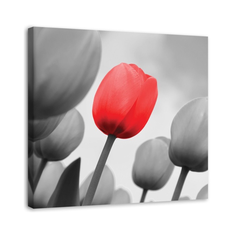Canvas prints for living room - Red tulip in grey | FEEBY