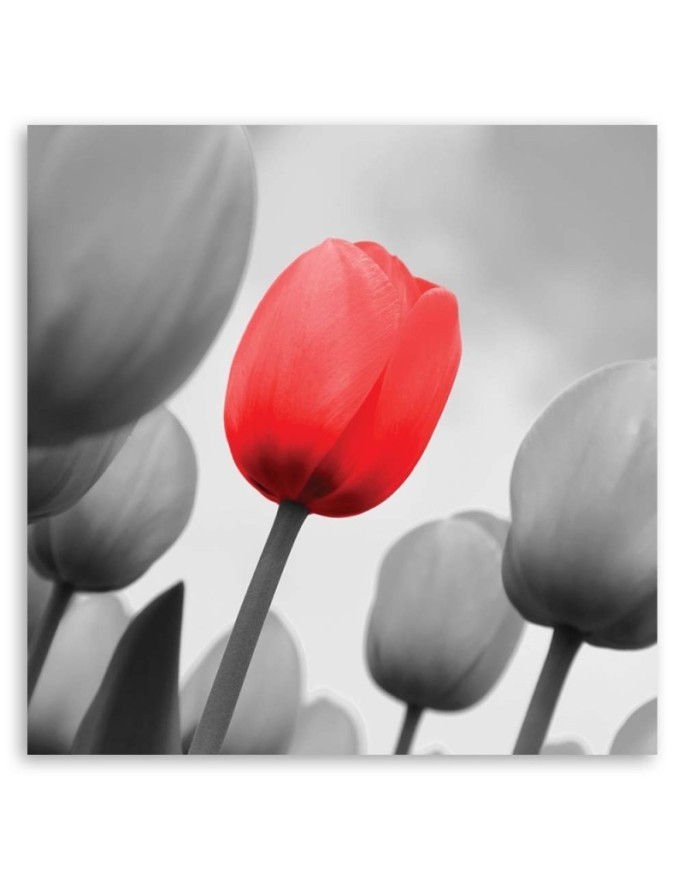 Canvas prints for living room - Red tulip in grey | FEEBY
