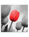 Canvas prints for living room - Red tulip in grey | FEEBY