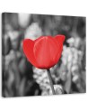Modern Canvas painting for bedroom - Red tulips in a meadow | FEEBY