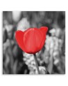 Modern Canvas painting for bedroom - Red tulips in a meadow | FEEBY