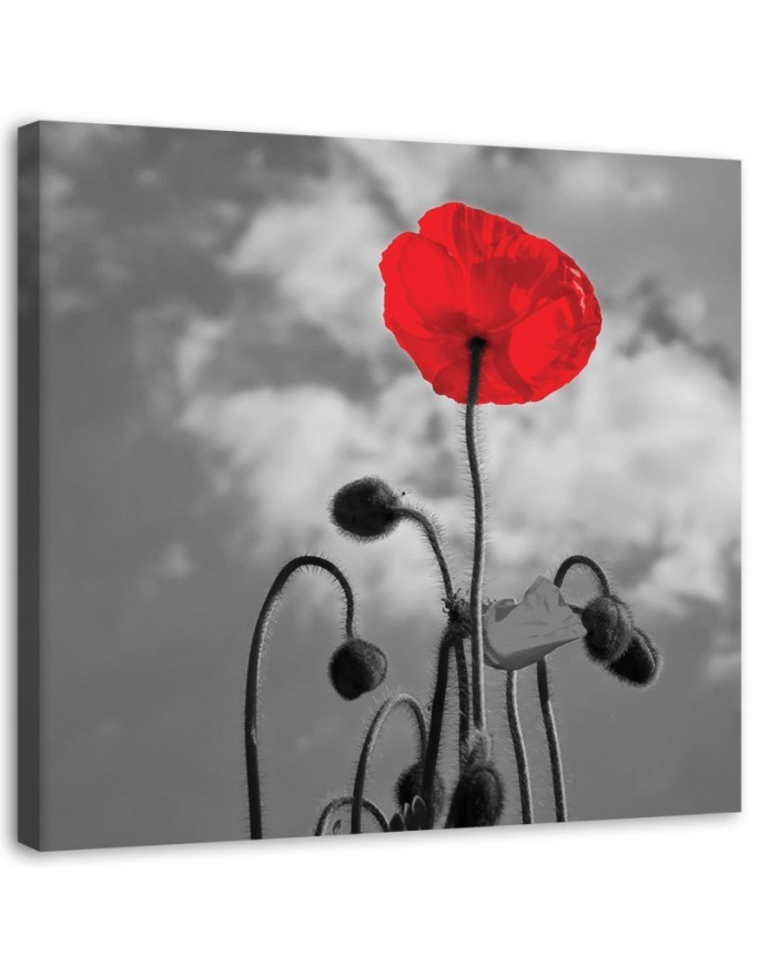Canvas painting for living room - Flowering poppy | FEEBY
