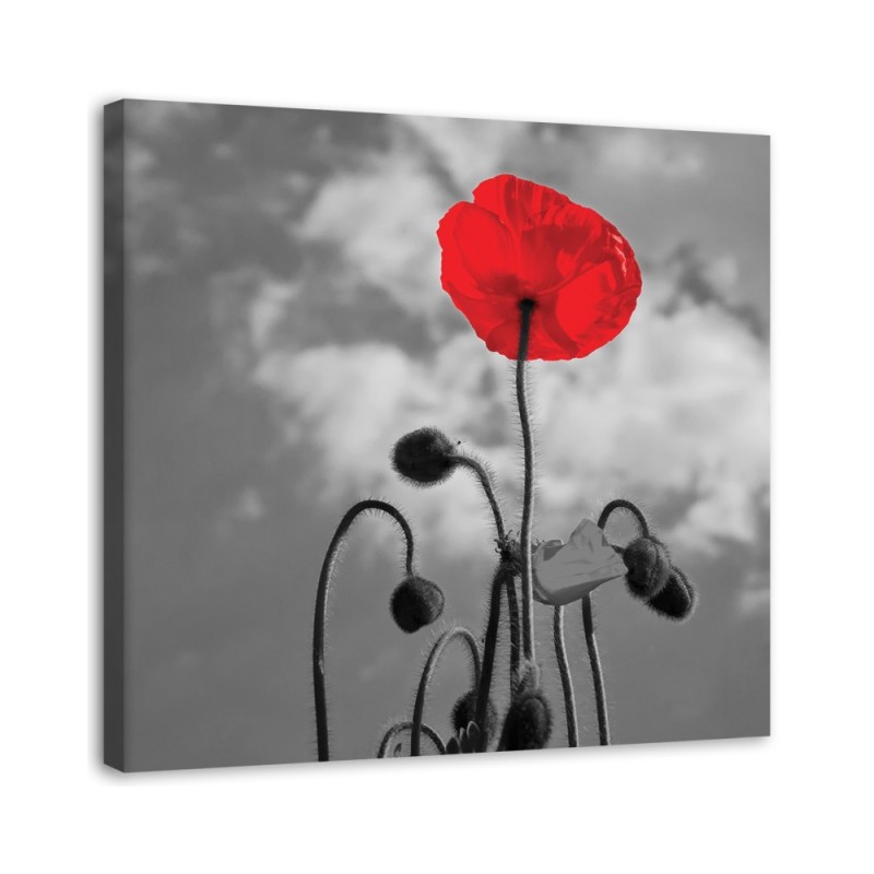 Canvas painting for living room - Flowering poppy | FEEBY