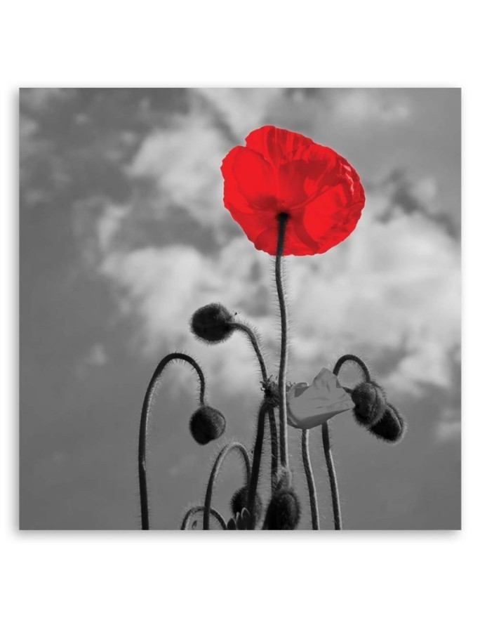 Canvas painting for living room - Flowering poppy | FEEBY