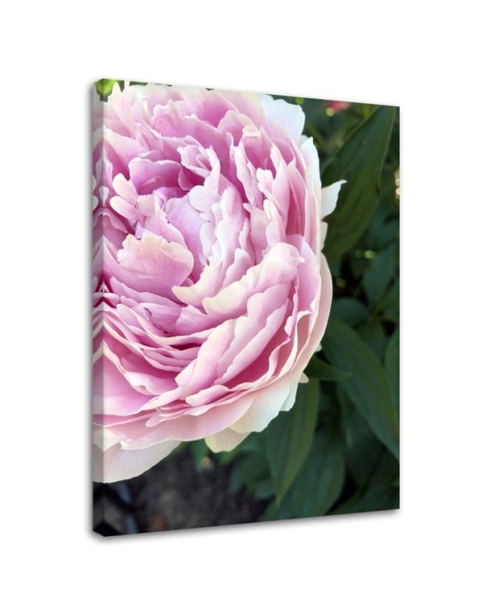 Canvas print - Pink peony flower macro | FEEBY