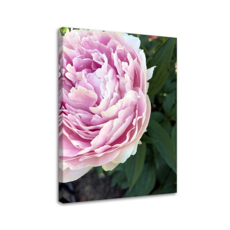 Canvas print - Pink peony flower macro | FEEBY