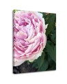 Canvas print - Pink peony flower macro | FEEBY