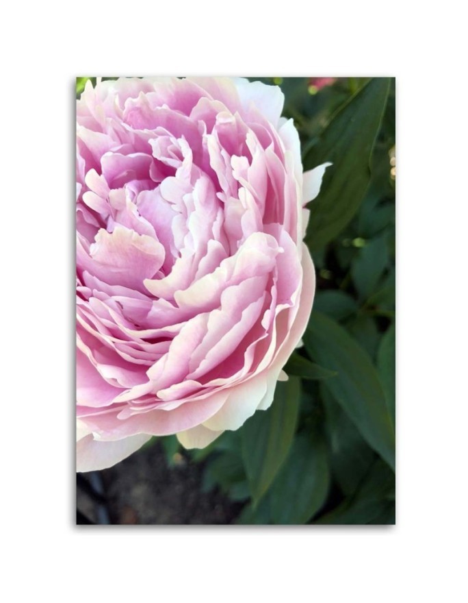 Canvas print - Pink peony flower macro | FEEBY