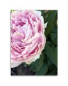 Canvas print - Pink peony flower macro | FEEBY